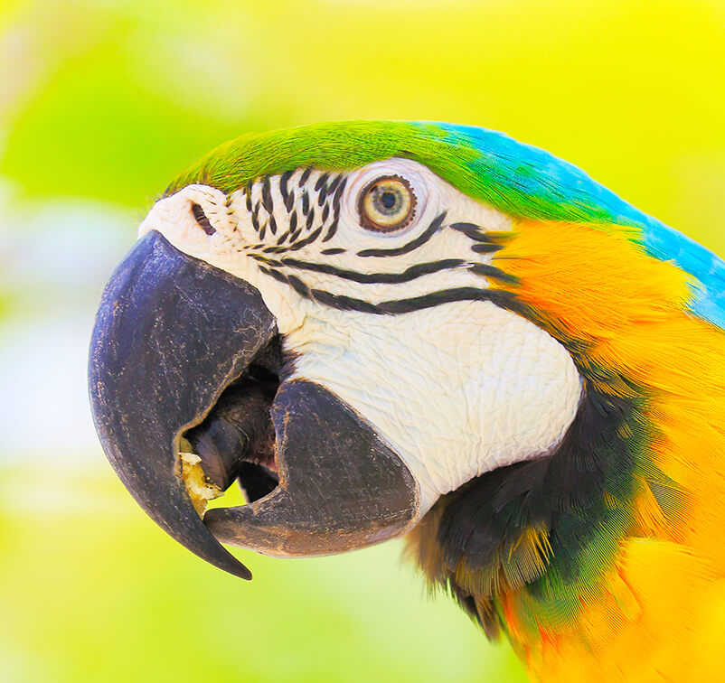 Exotic Animal Care Exotic Animal Care