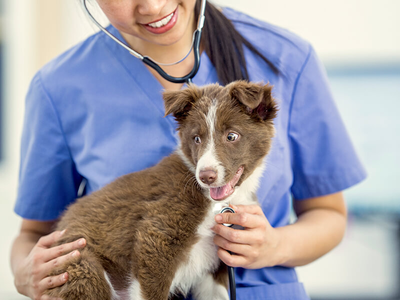 female veterinarian with puppy